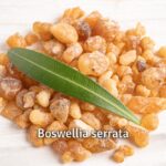 boswellia serrata