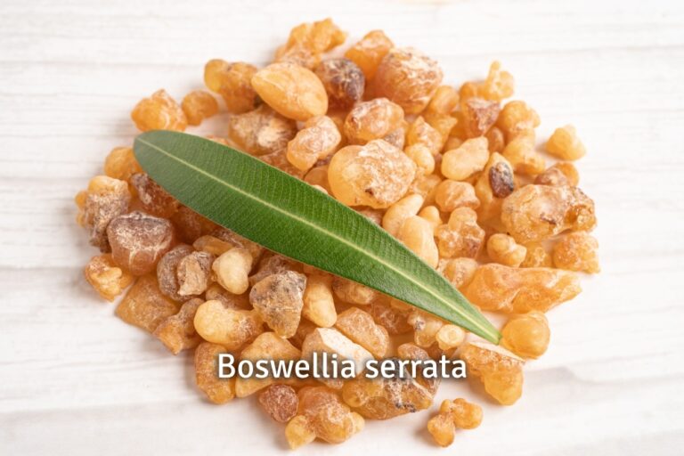 boswellia serrata